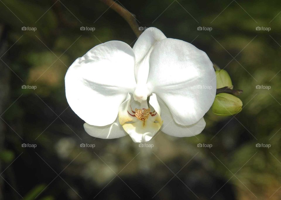 a white and yellow orchid phalaenopsis