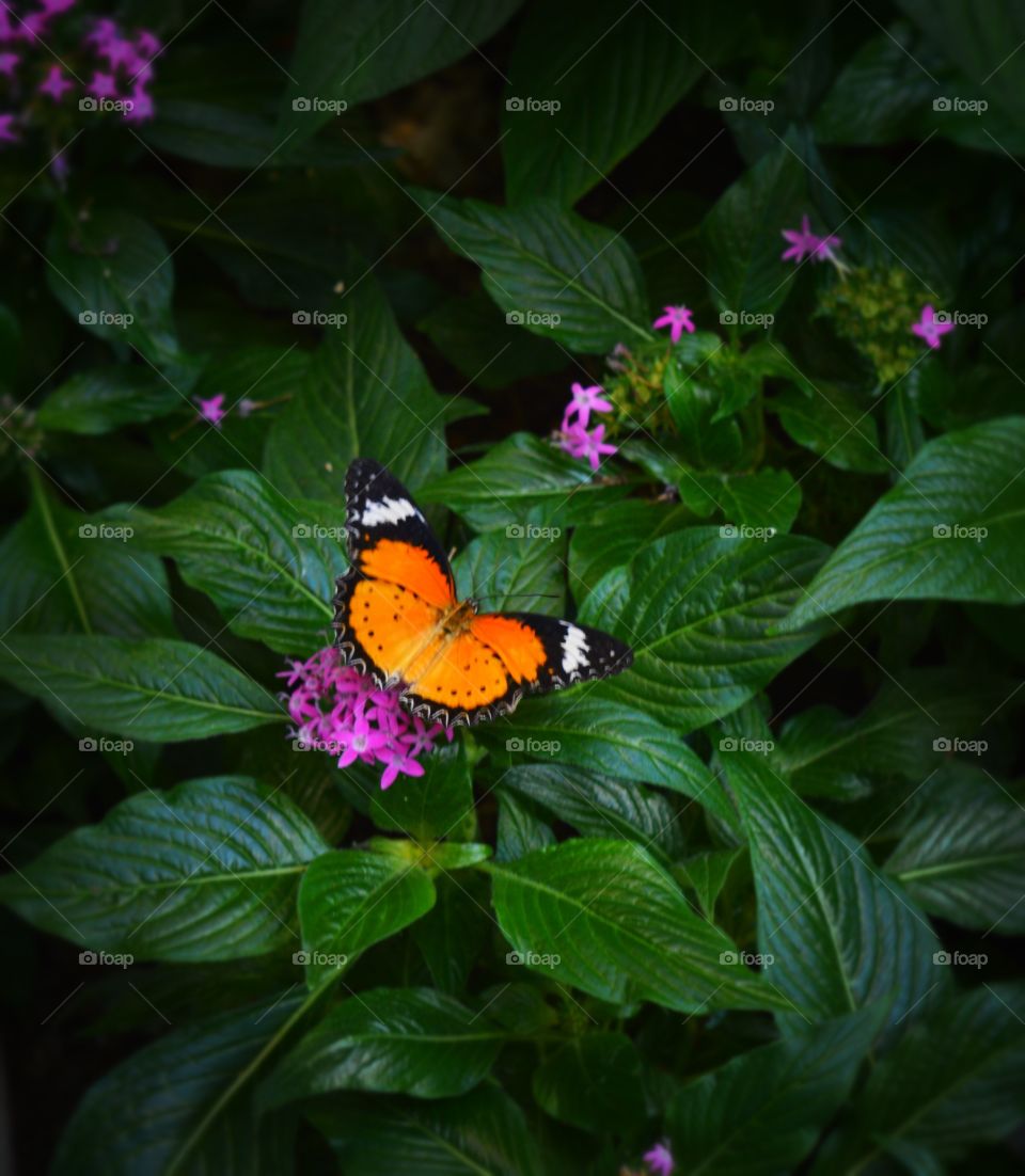 Open orange butterfly 