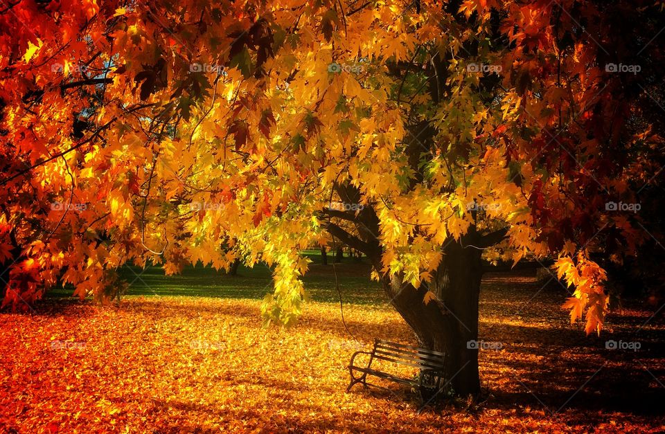 Fall scene with bench 