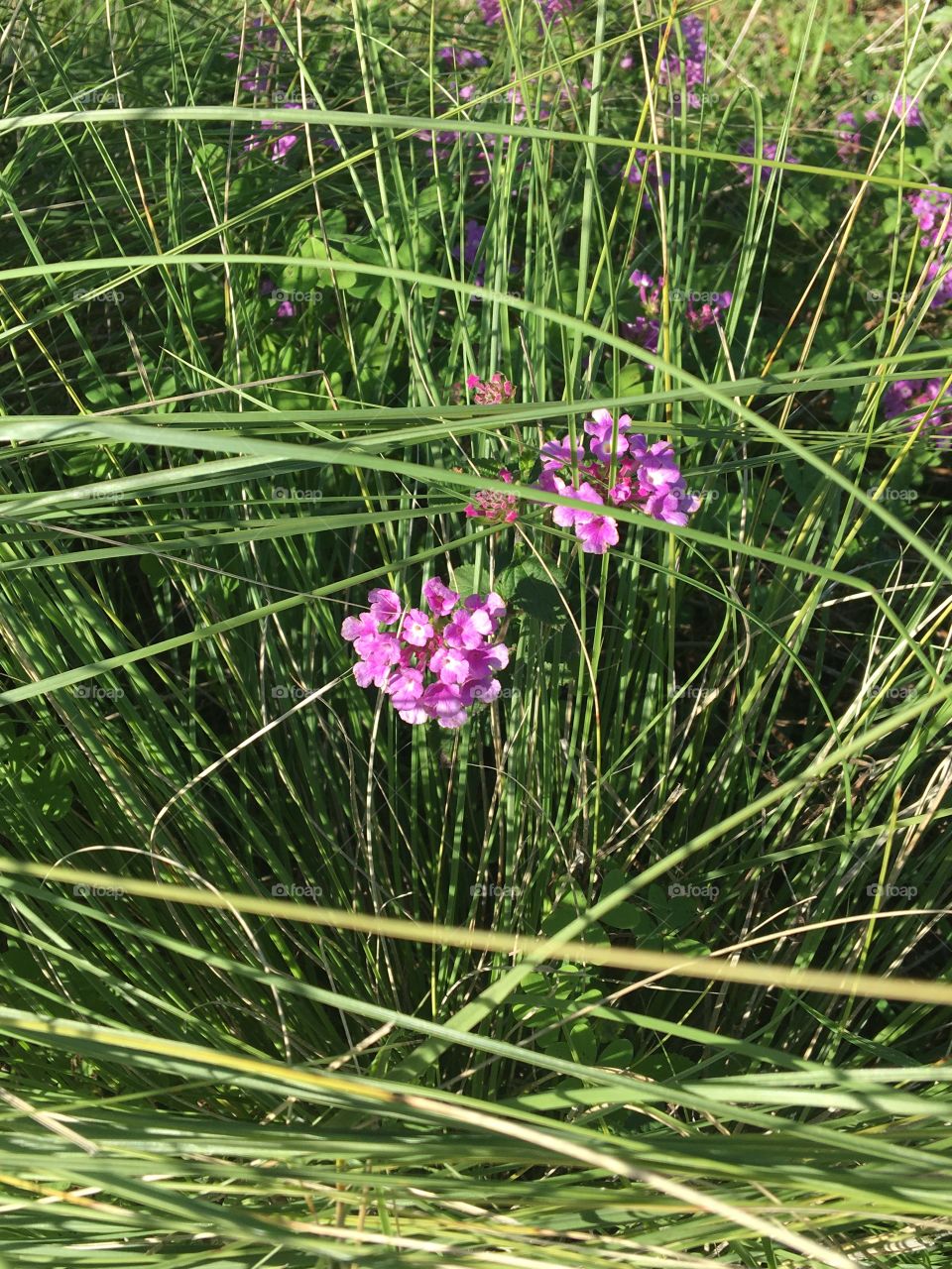 Wild flowers in high grass