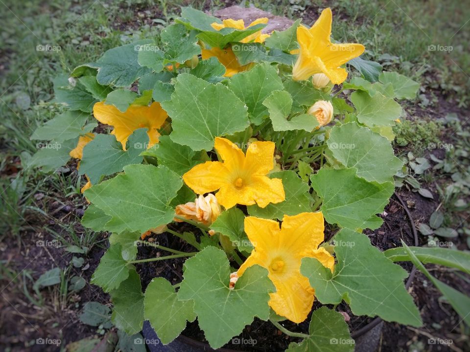 A yellow squash plant with beautiful blooms on it in an outdoor garden