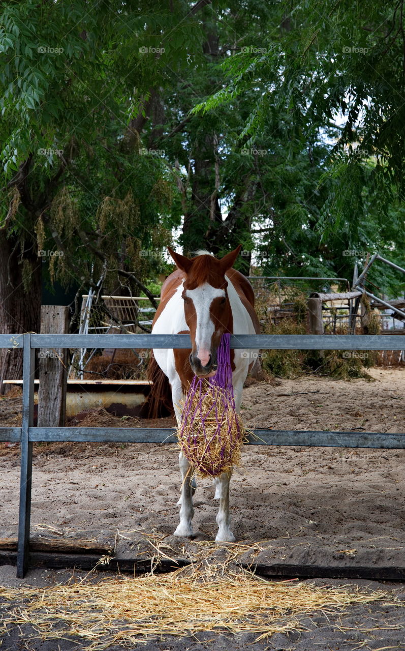 Horse having a feed