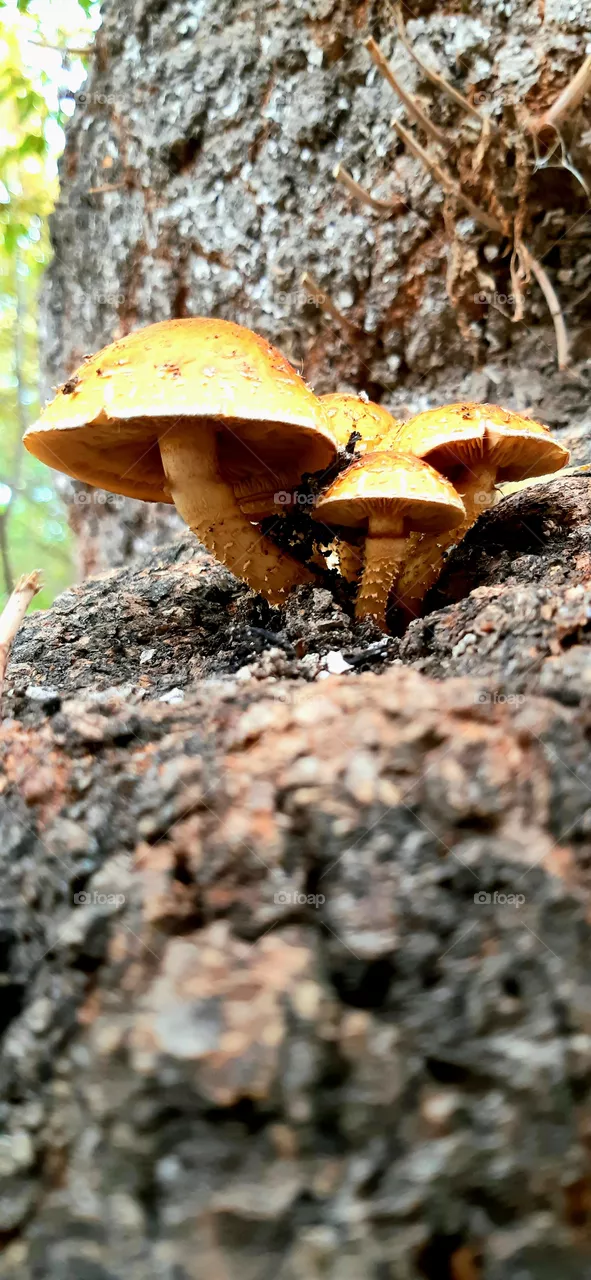 mushrooms