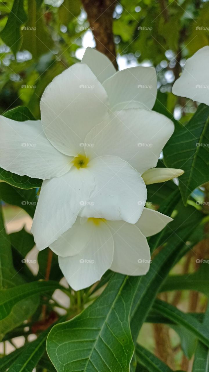 White Arabian jasmine flower