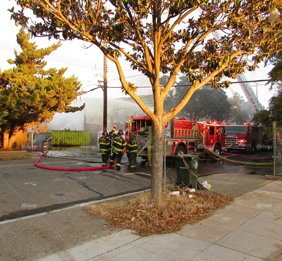 Tree, Fall, Leaf, No Person, Road