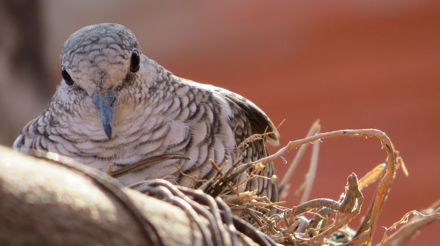 dove - gray is a columbiformes bird in the Columbidae family. nest, mother , eggs, branch