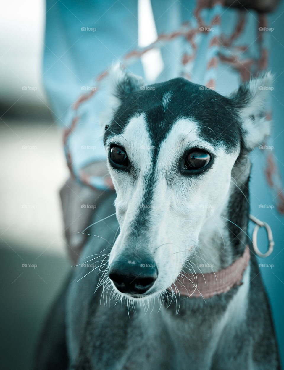 Saluki dog portrait