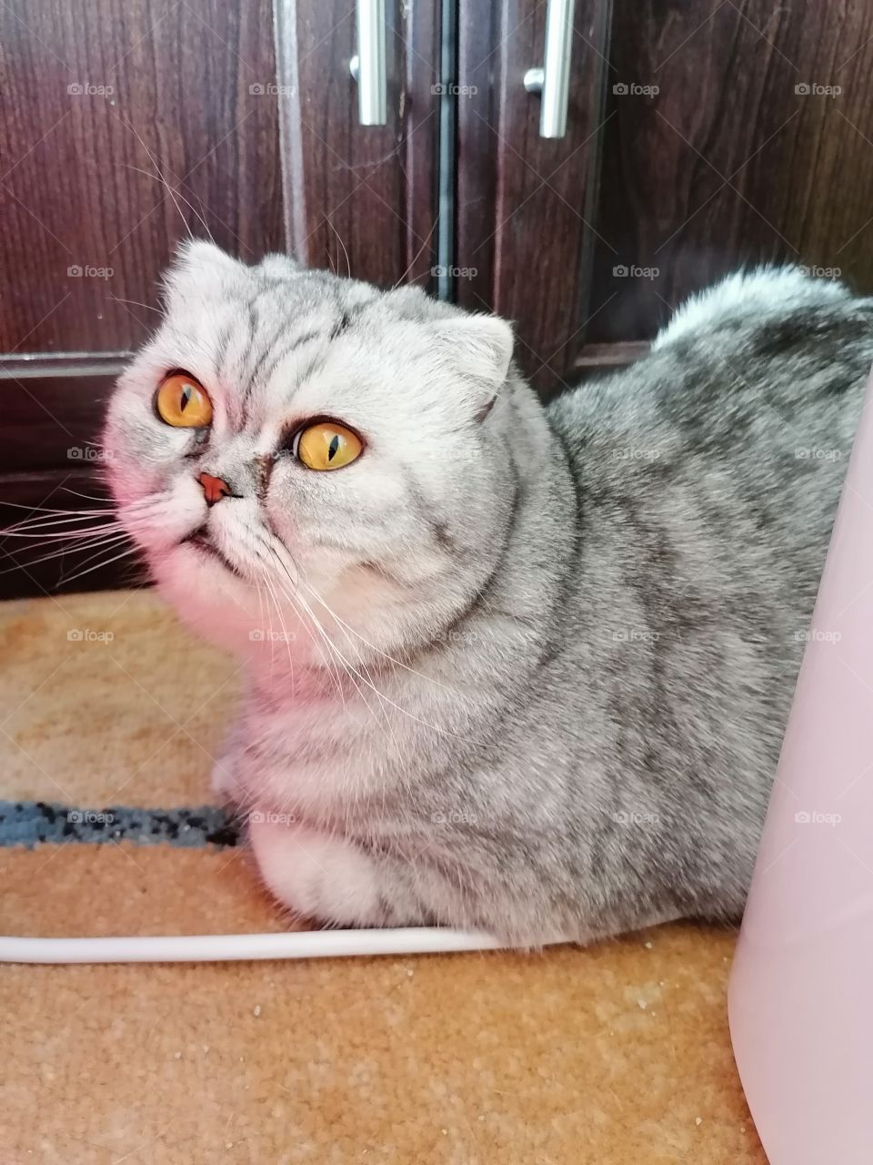 My cat's pretty eyes