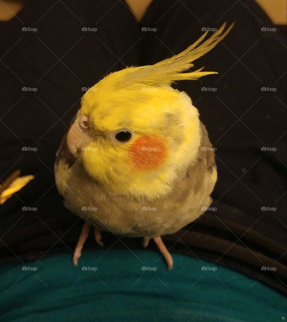 Bird, Animal, Dame, Wildlife, Cute