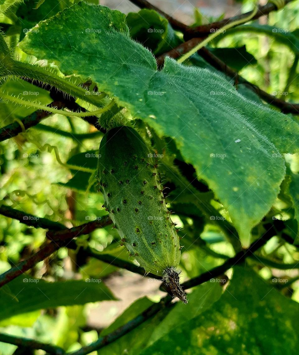 a little cucumber under a leaf