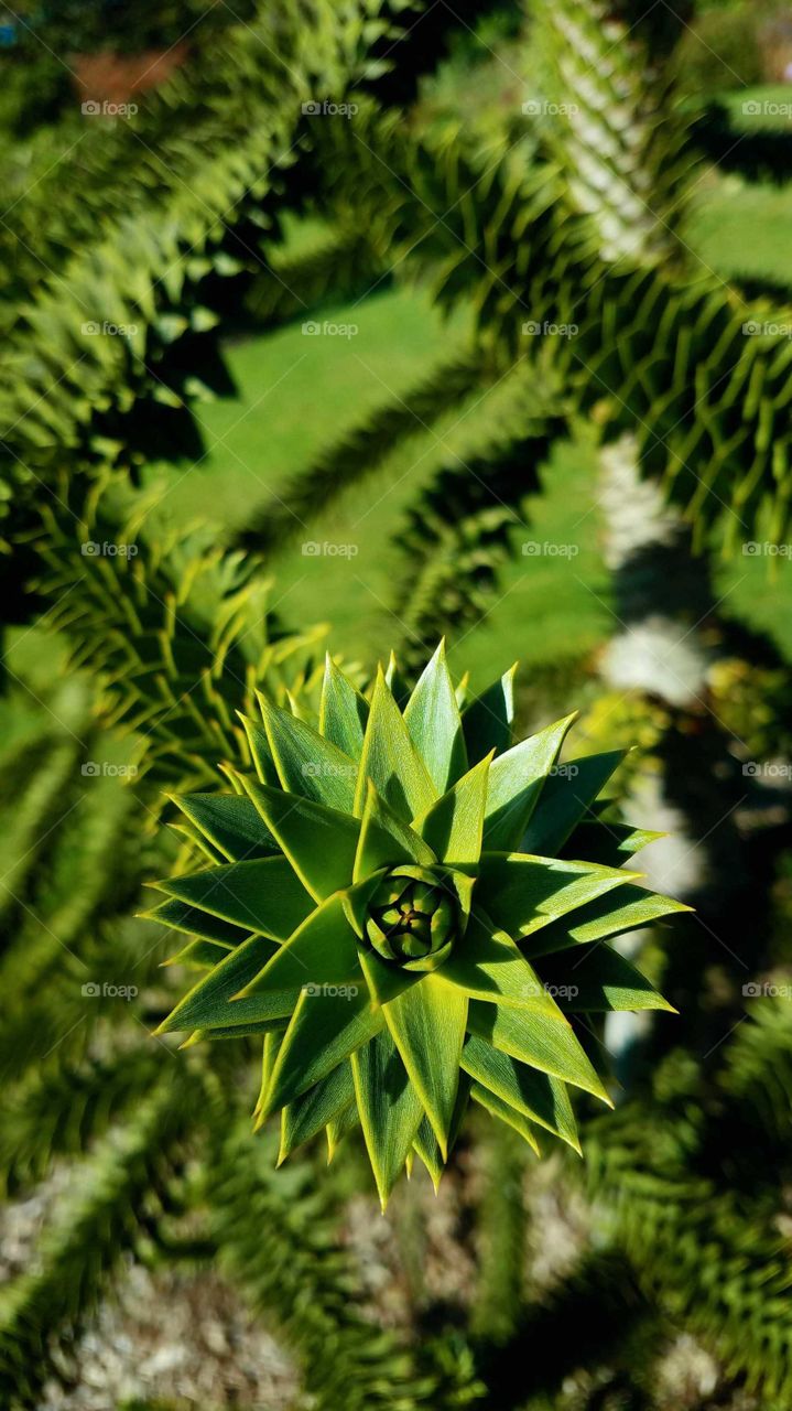 Monkey Puzzle plant close up