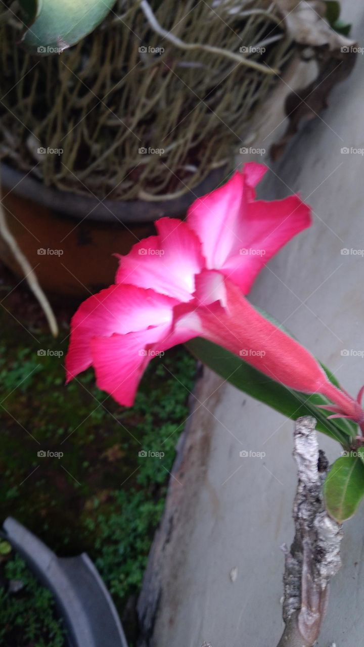 beautiful japanese frangipani blooming in the garden