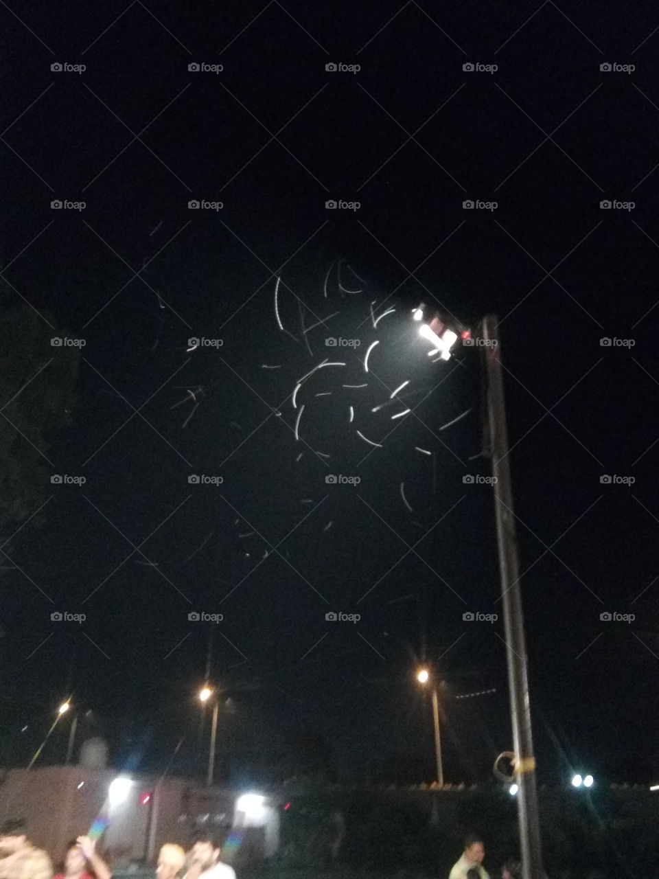 insects around a light at night.