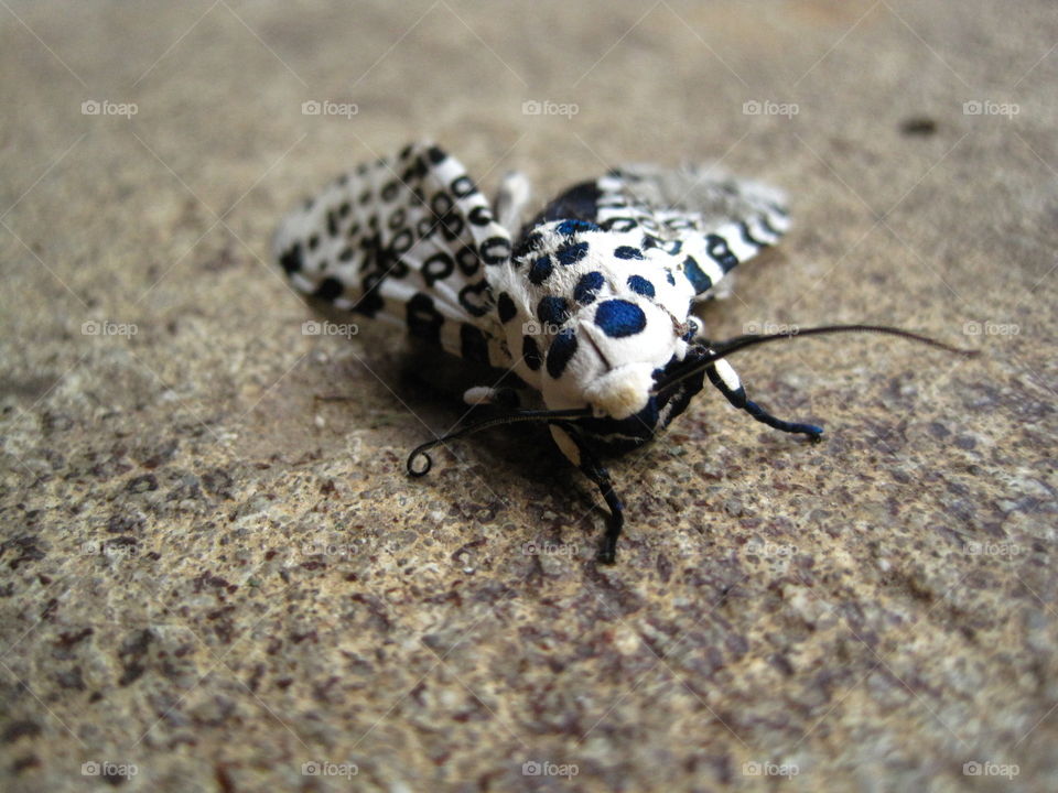 Moth. A white spotted moth