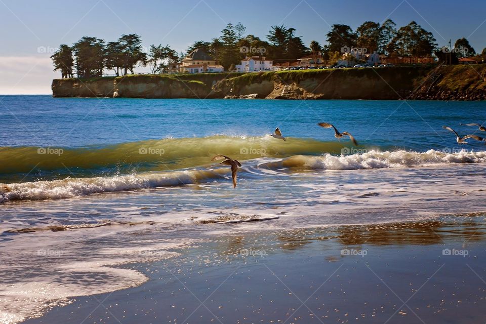 Seagulls on Santa Cruz Beach, California 