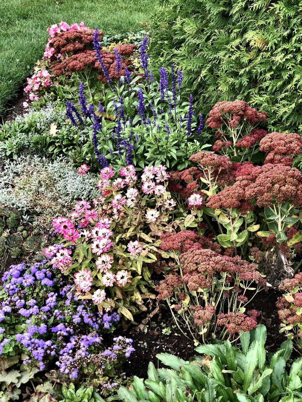 Beautiful arrangement of plants and flowers , colourful  