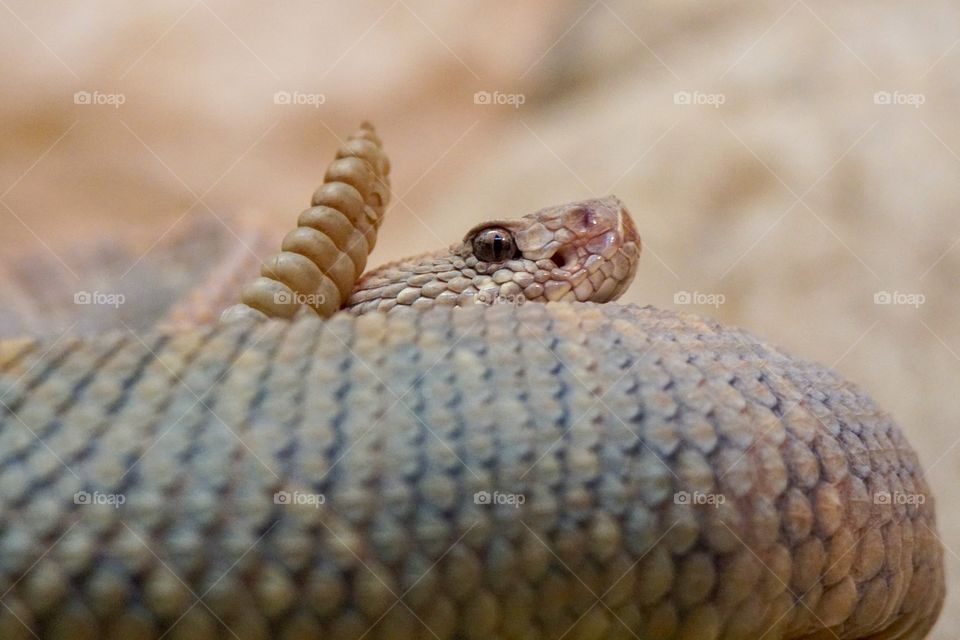 American rattlesnake 