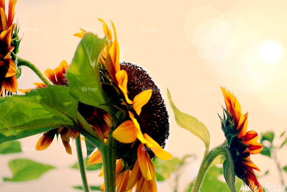 sunflower sunning