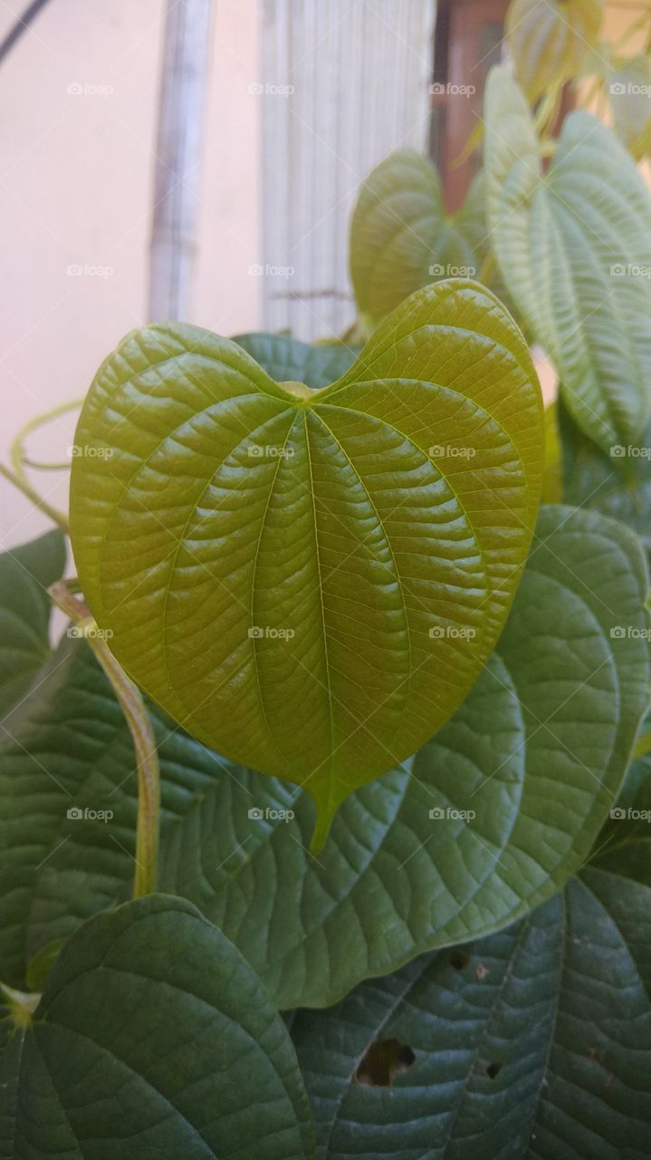 Heart green leaves