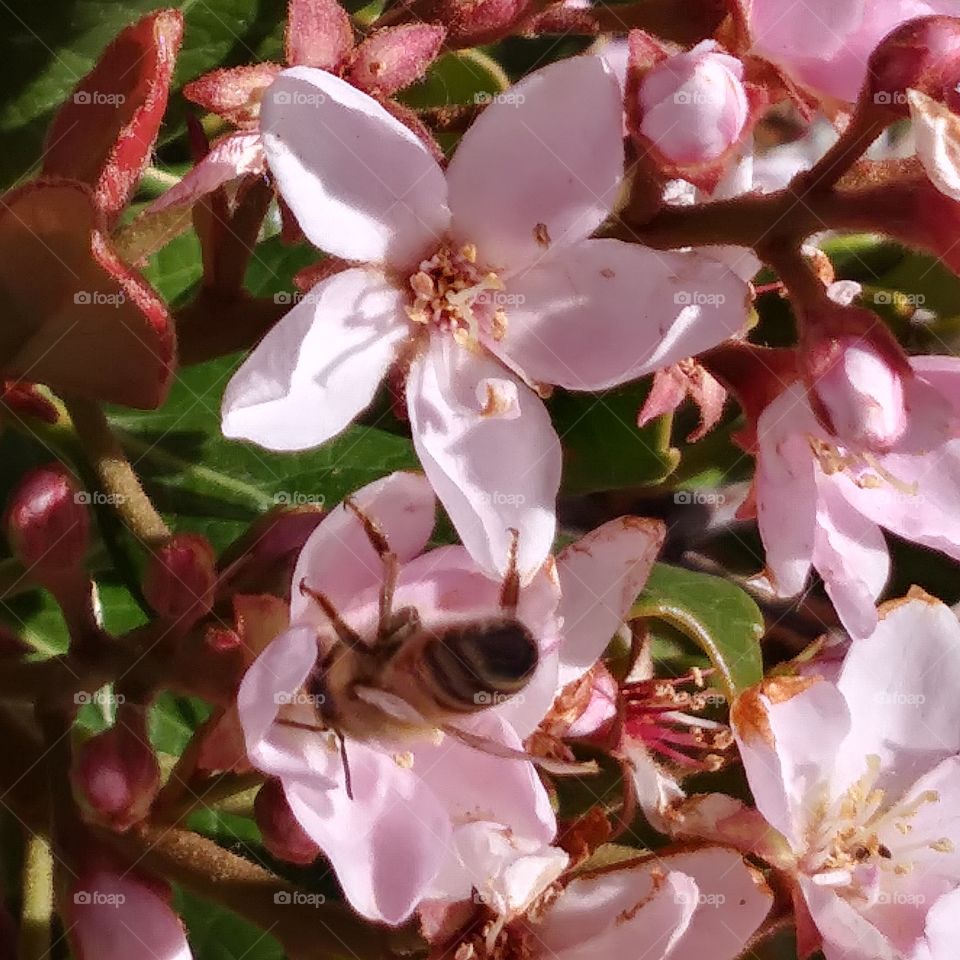 India Hawthorne pink flower bumble bee pollinators macro