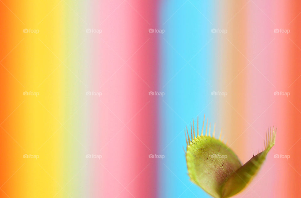 Venus fly trap on colorful background