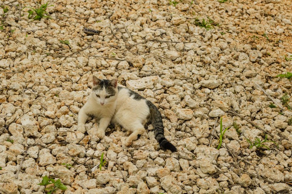 Cat Lying On Ground