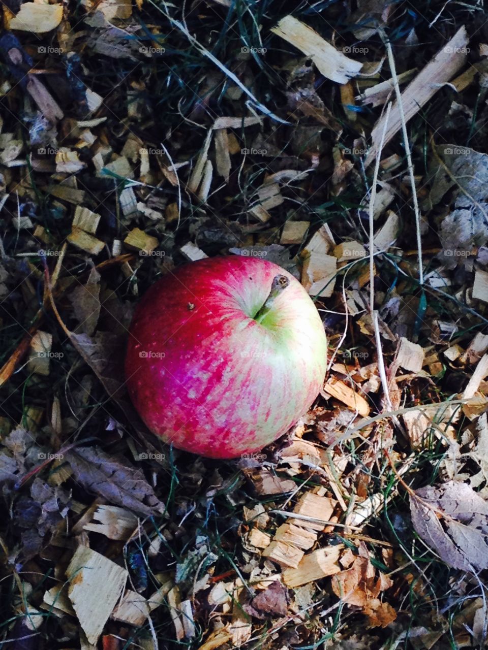 Apple. An apple on the ground