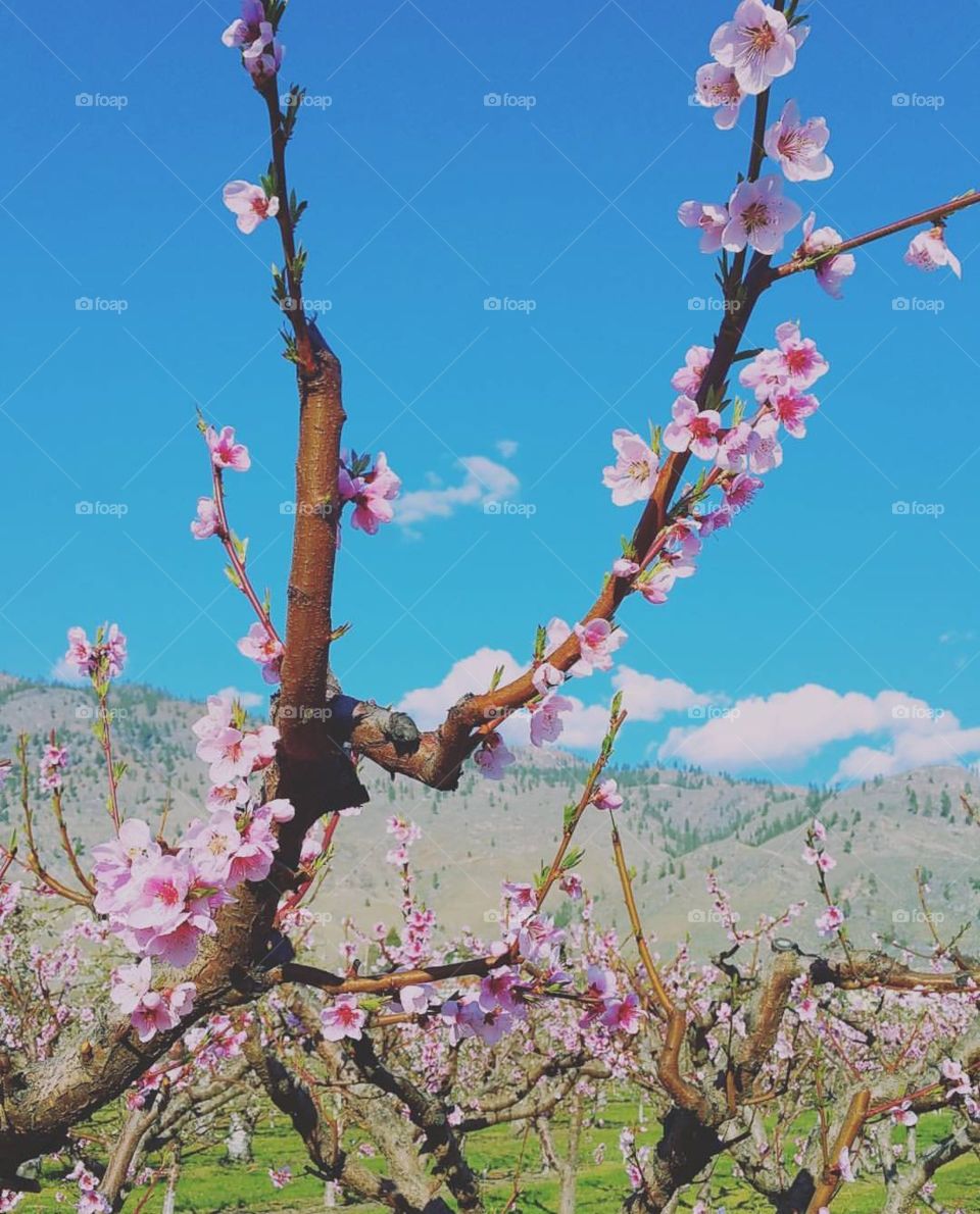 Cherry Blossoms 🌸