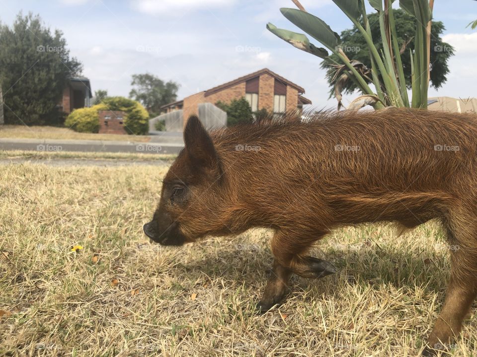 Ollie the miniature pig, going for a run, to see what he can find!