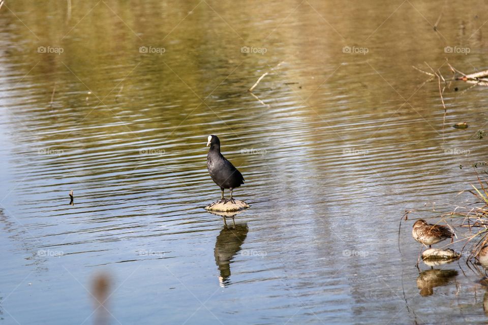 water bird