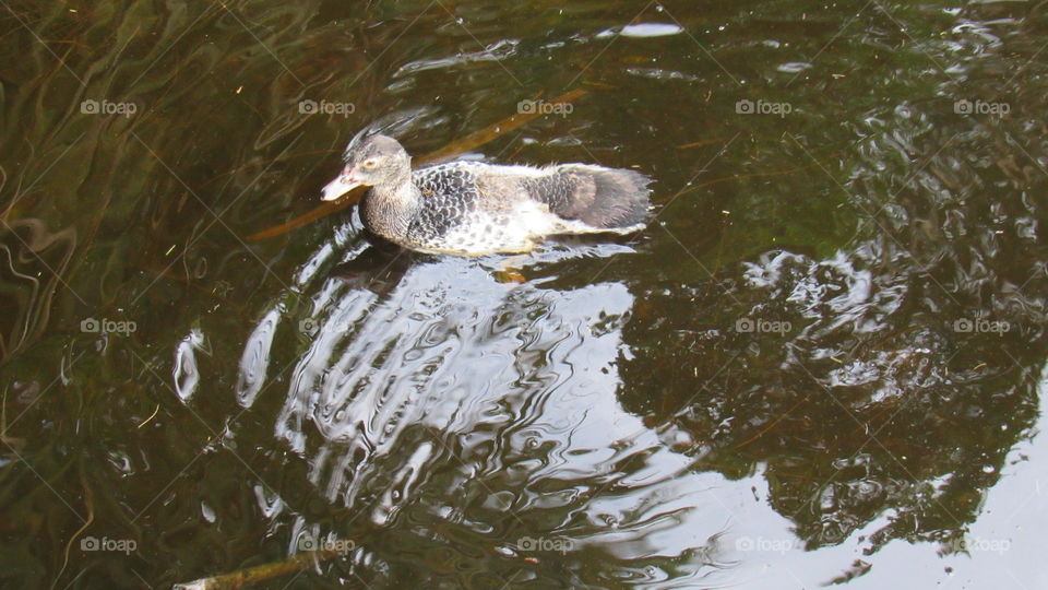 Young Duck 3