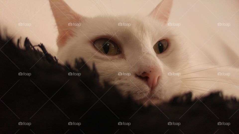 thinking cat about life