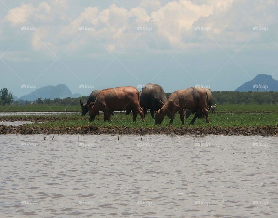 Water buffaloes feeding itself near water