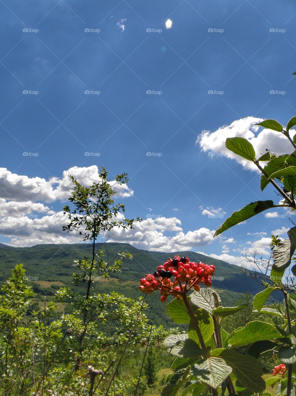 berries and clouds