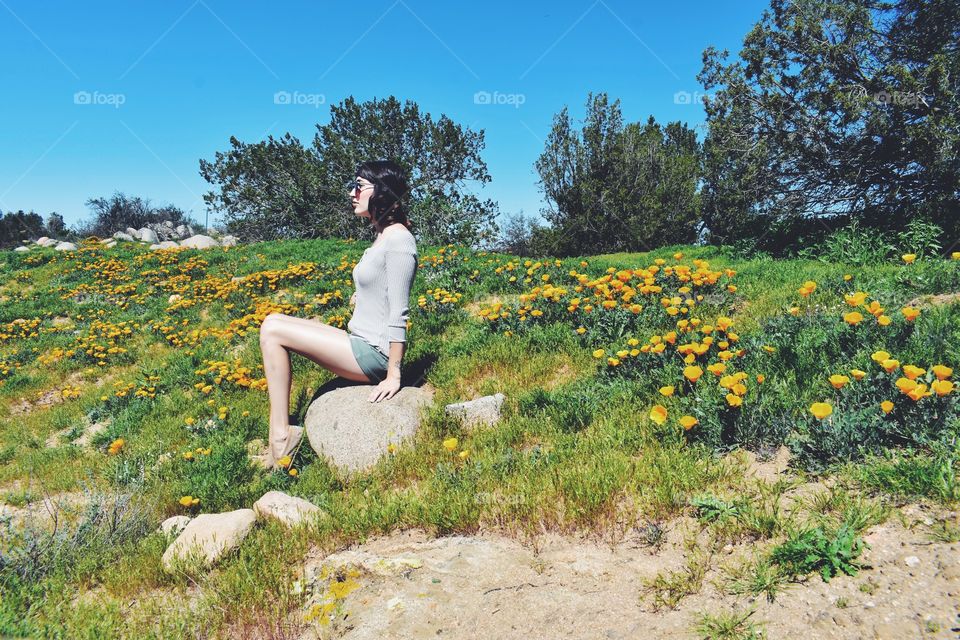 Poppy Field 