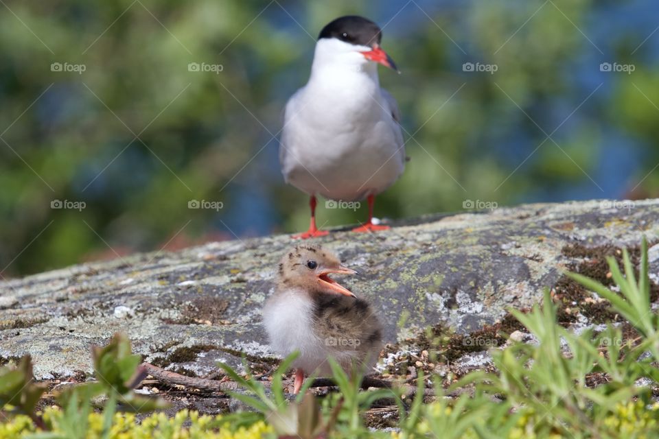 Seagulls family . Seagulls family 