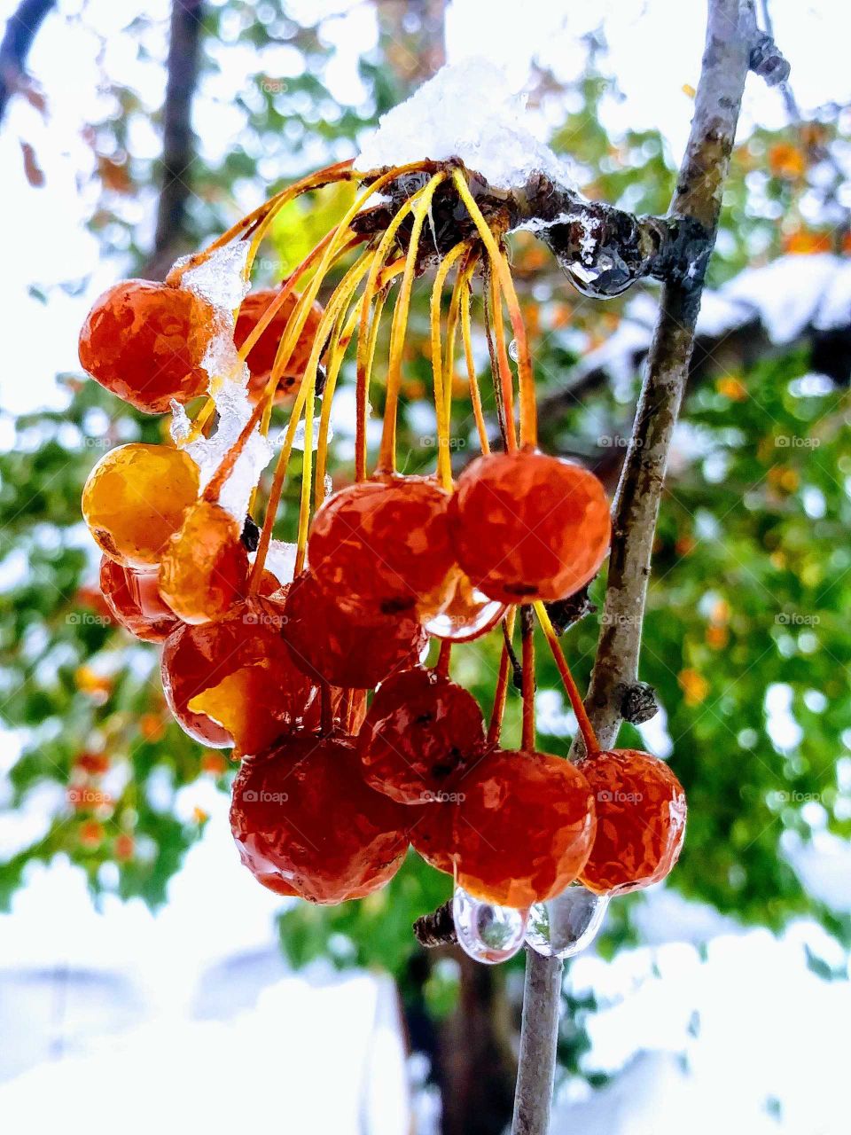 Chokeberries after the first snowfall