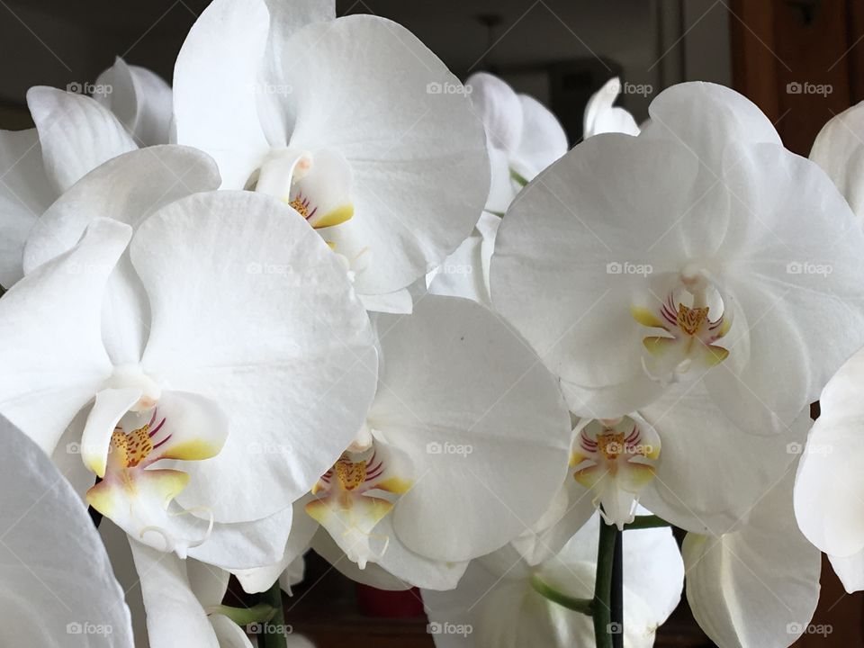 White orchids