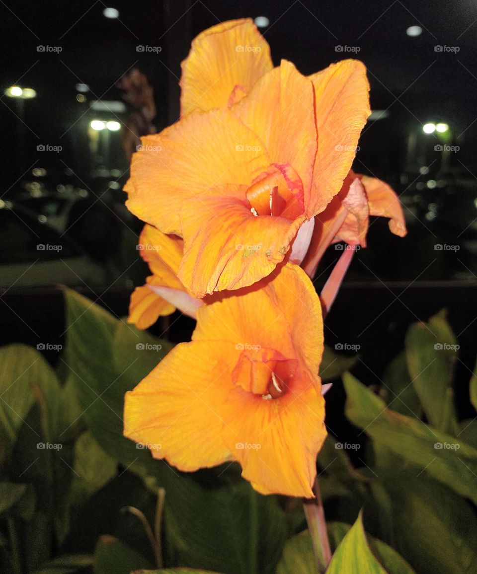Canna Lily blooms against dark glass.