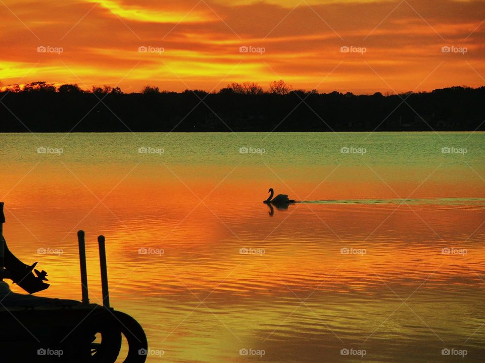 Sunrise swim on swan lake. Getting in on the early morning sunrise and calm. 