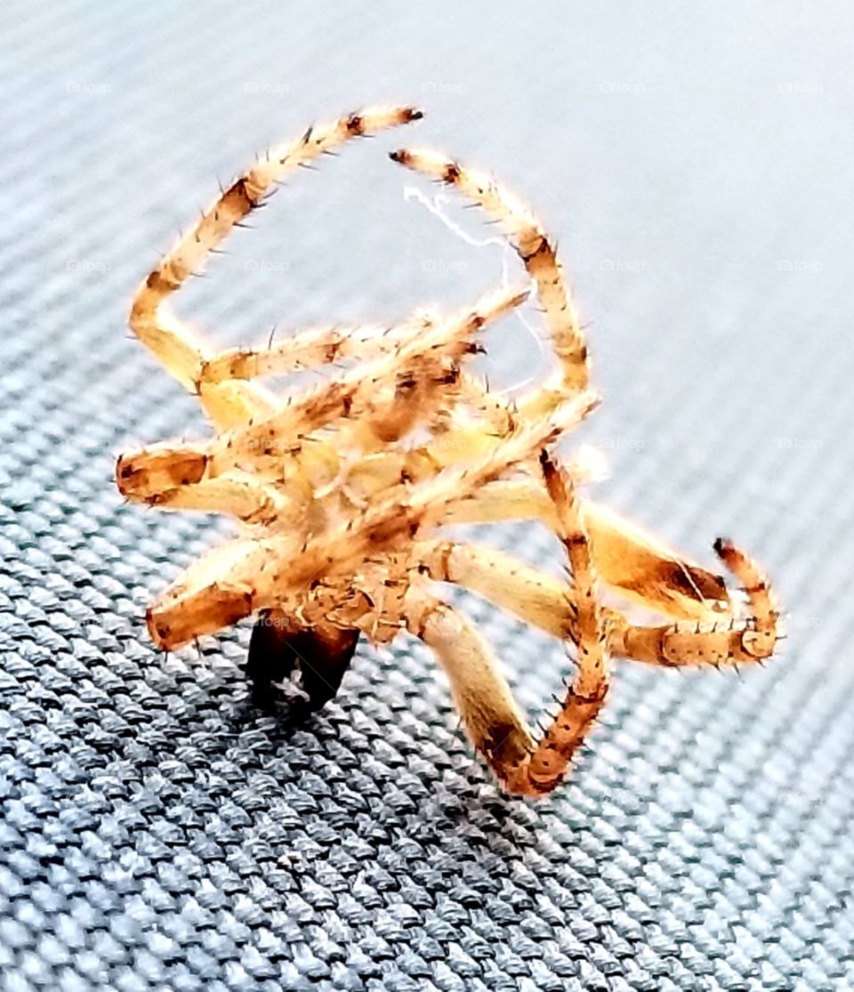 Dancing spider