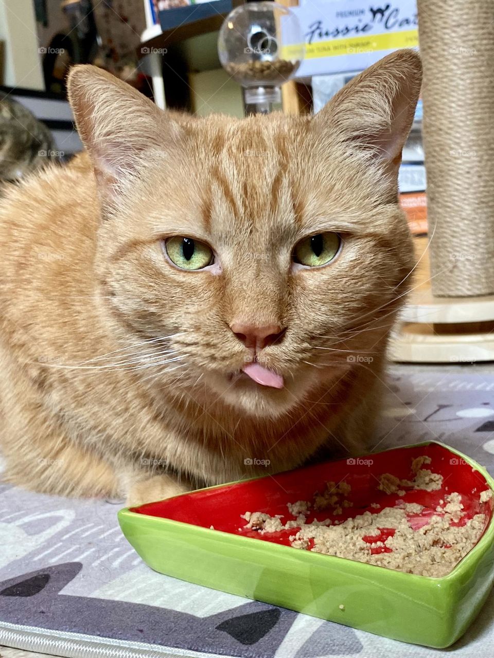 An orange tabby cat eating out of a watermelon food bowl 