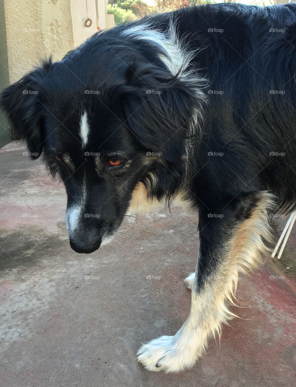 Border collie sheepdog brown eyes