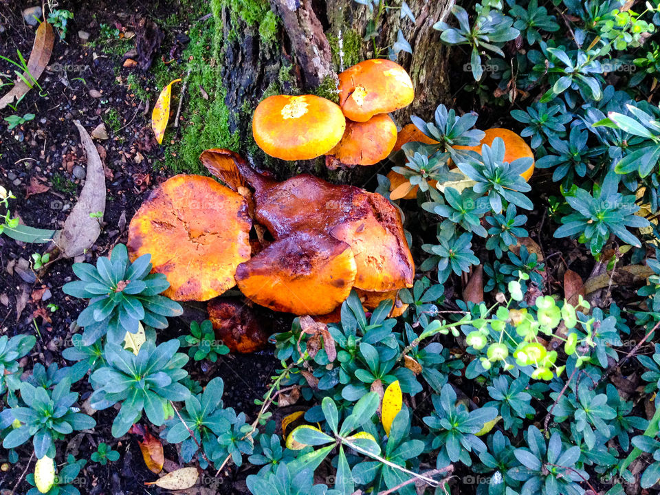 Autumn fungus