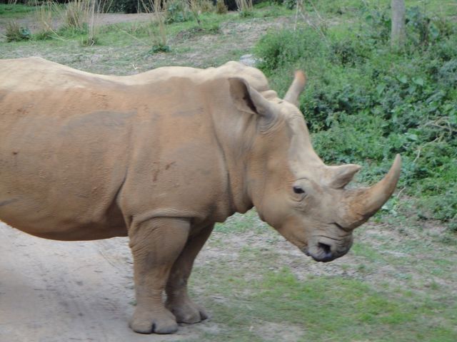 Rhino
