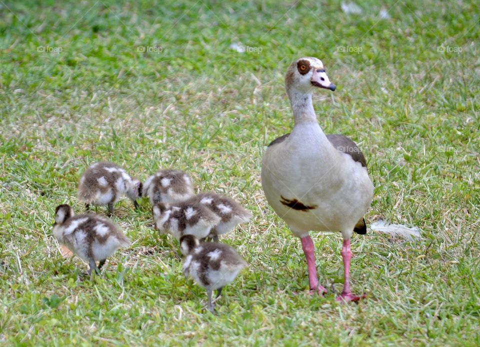 A white and gray duck walking beside five ducklings with white spots on green grass