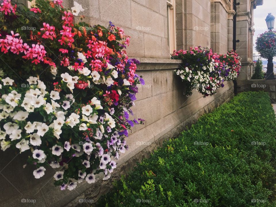 Street flowers