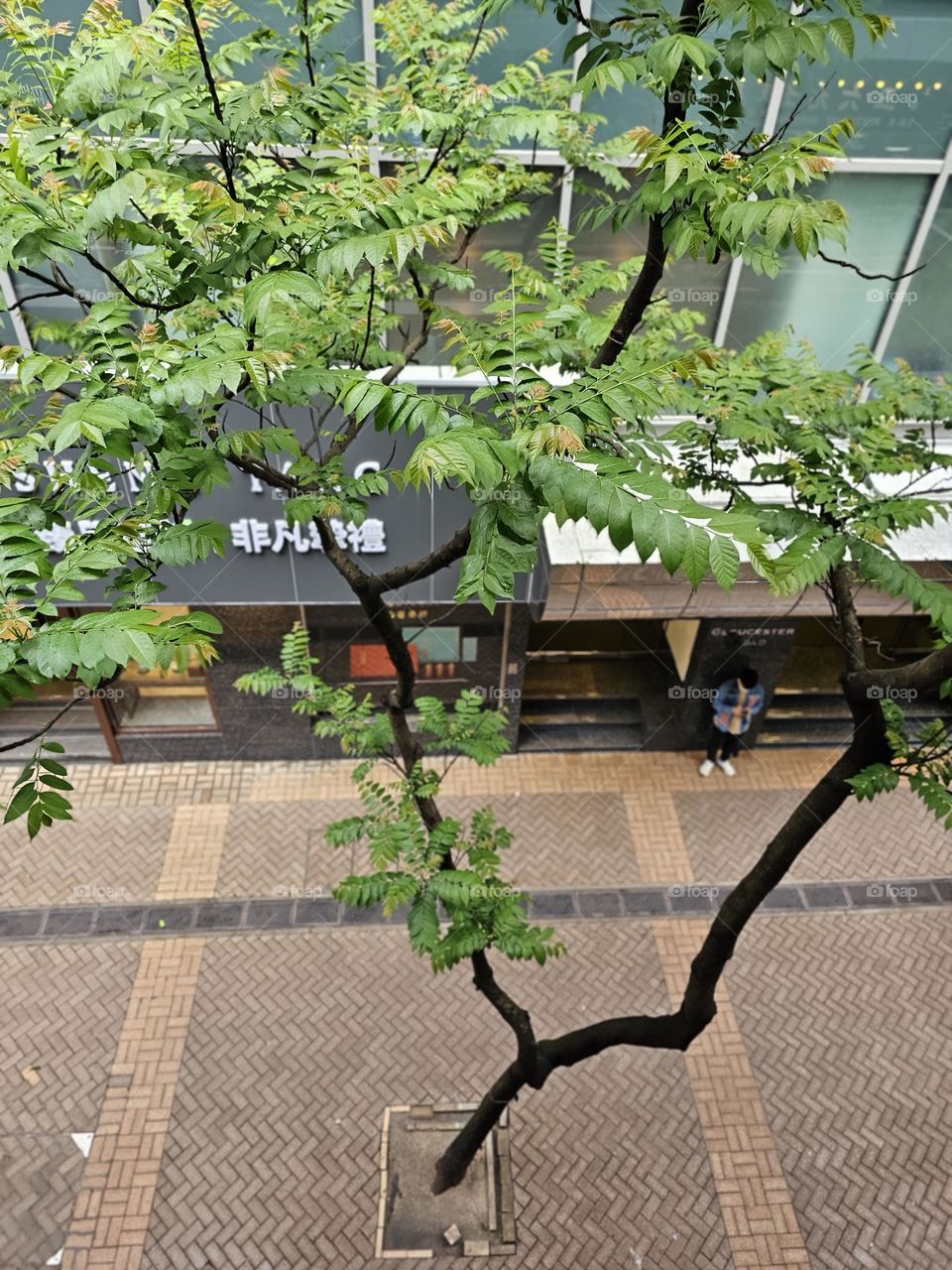 Tree planted on the street in Wanchai Hong Kong