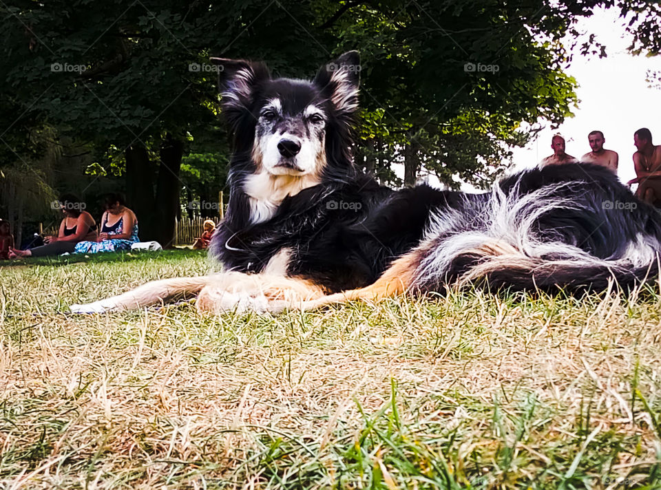 More and more beautiful my dog