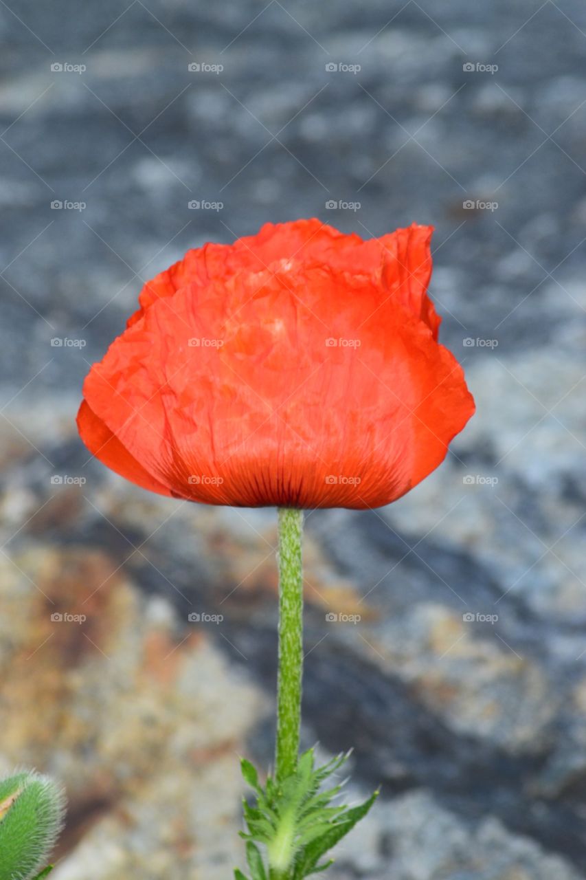 Red poppy flower